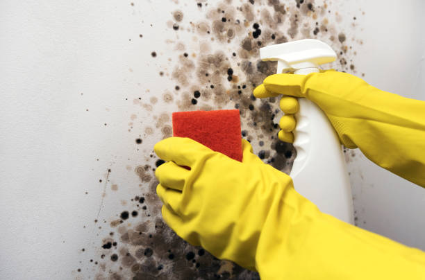 Reliable Woodhaven, MI Mold Removal Solutions